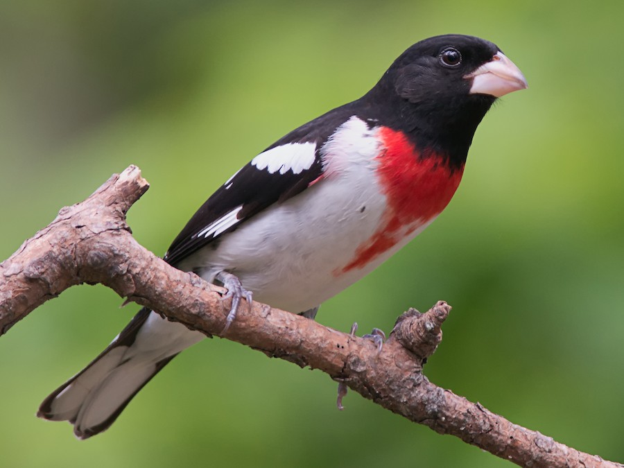 Rose-breasted Grosbeak - eBird