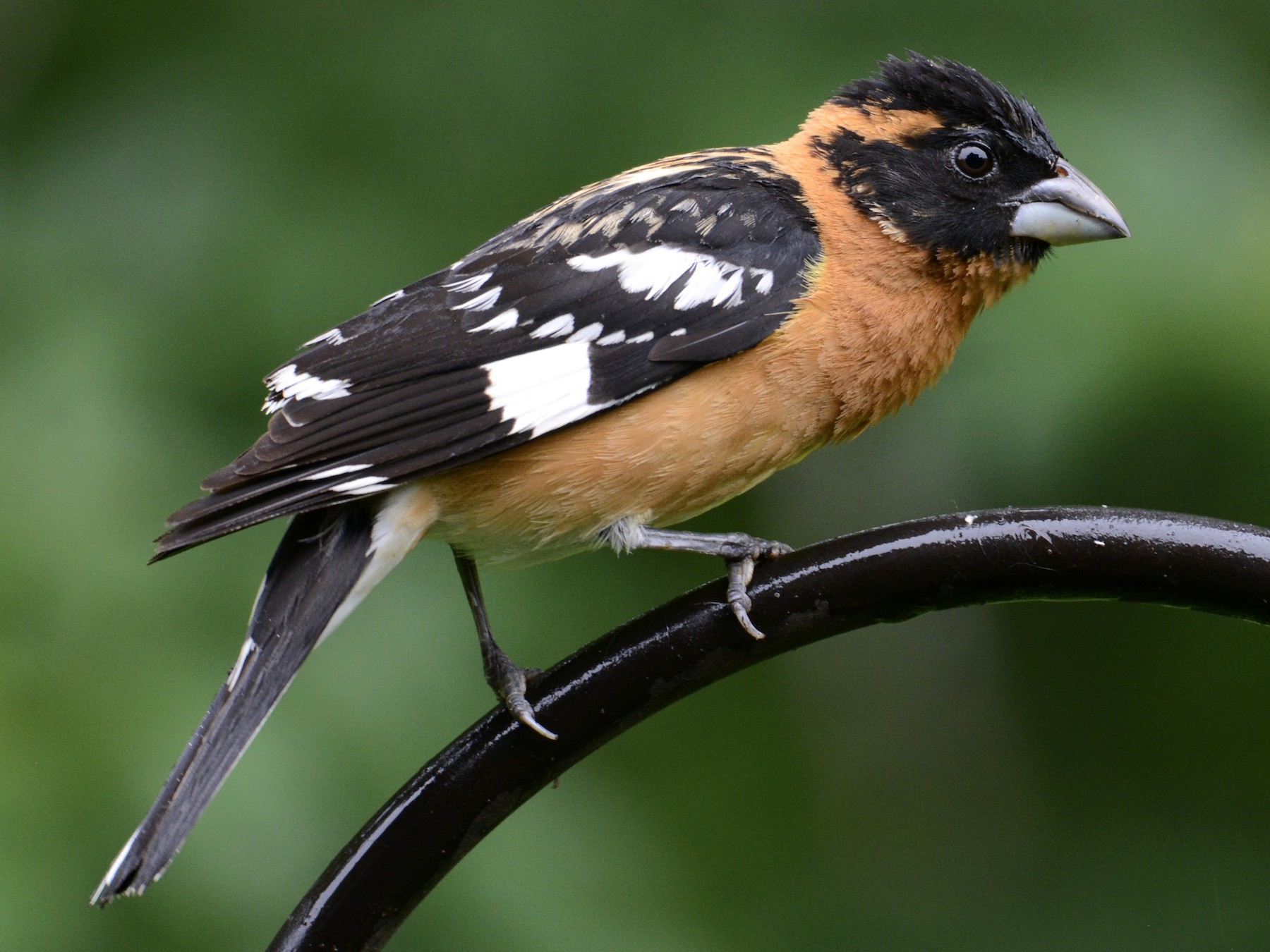 Black-headed Grosbeak - Bridget Spencer