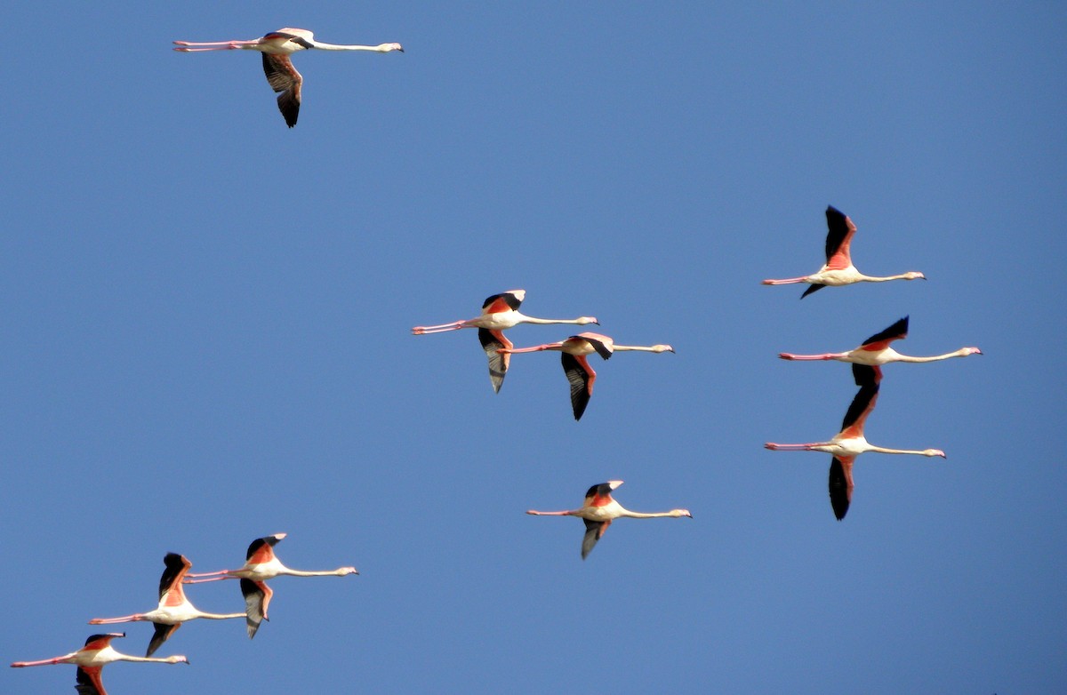 Greater Flamingo - Gonzalo Gil Marqués