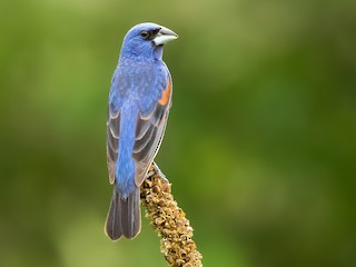 Blue Grosbeak - eBird