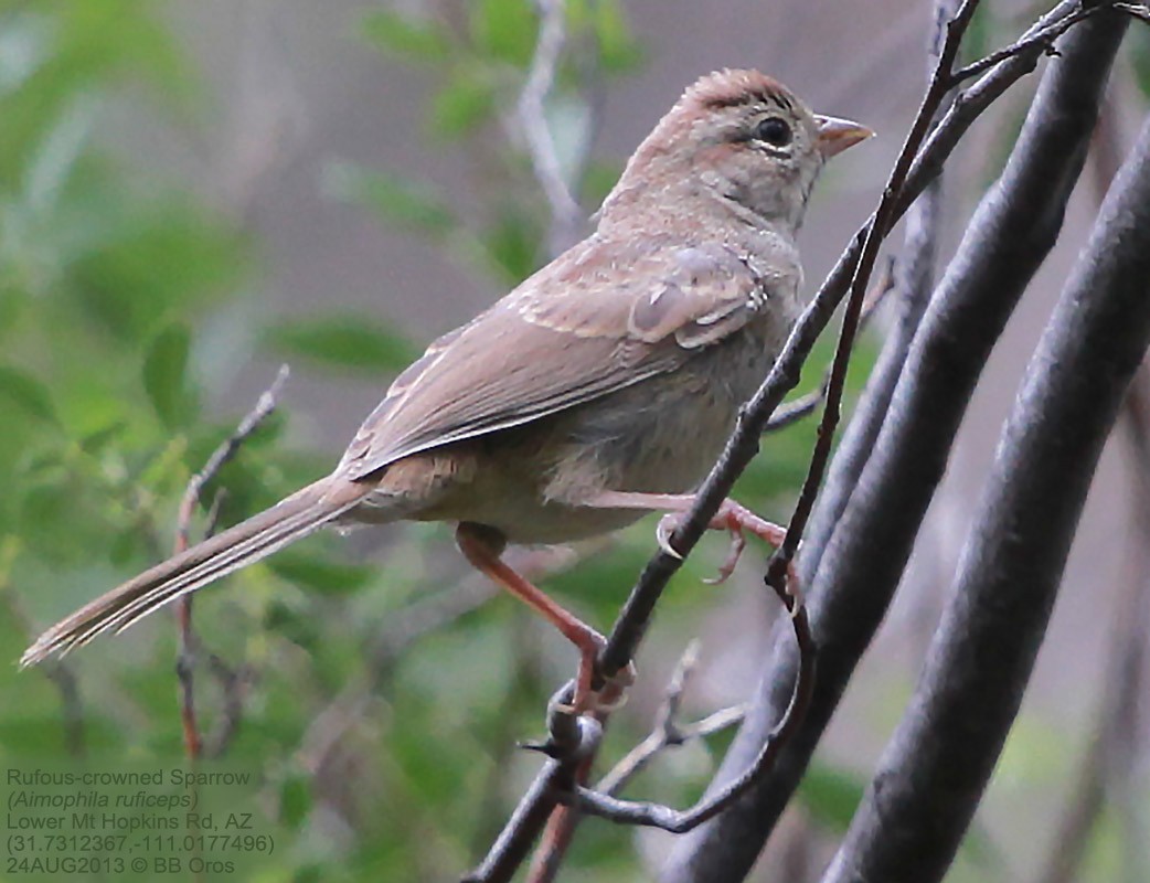 Rufous-crowned Sparrow - ML297331681