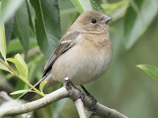 ムネアカルリノジコ - eBird