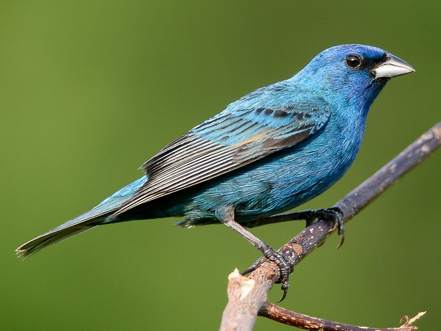 Indigo Bunting - Daniel Irons