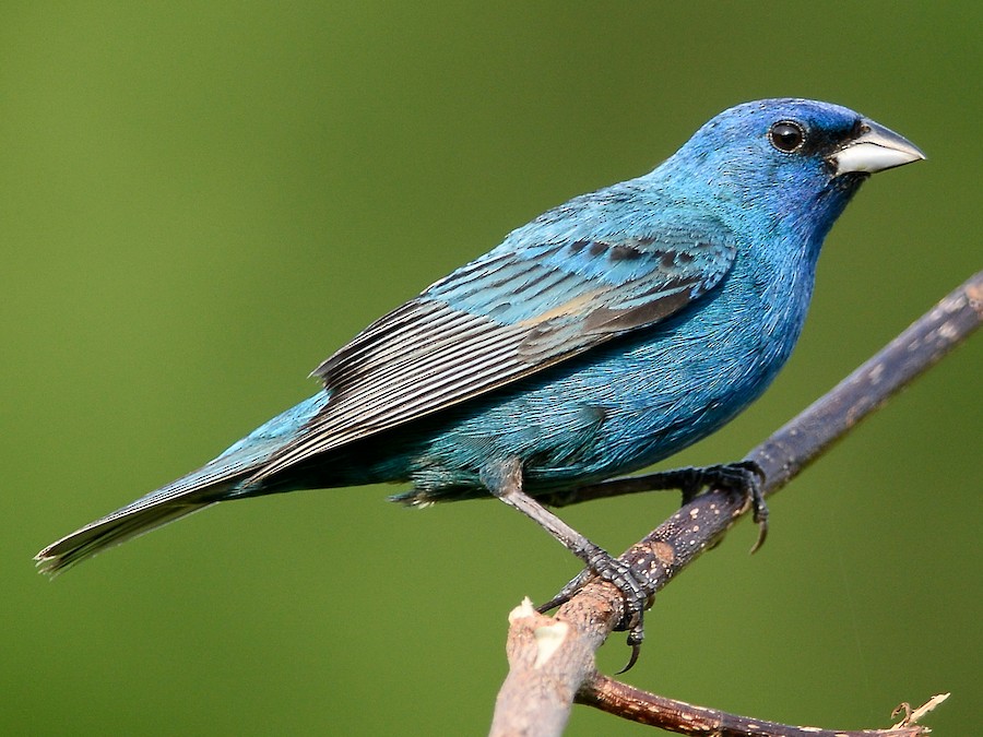 indigo bunting female