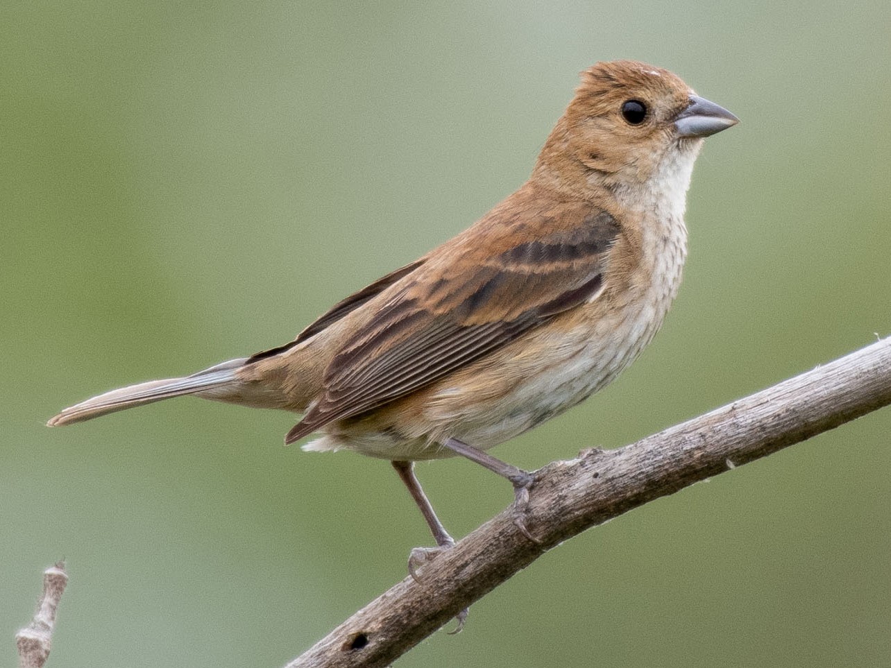 Indigo Bunting - Andrew Newmark