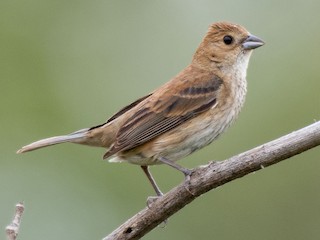 ルリノジコ - eBird