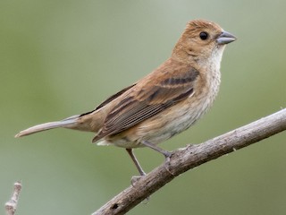 Female/immature male - Andrew Newmark - ML297333881