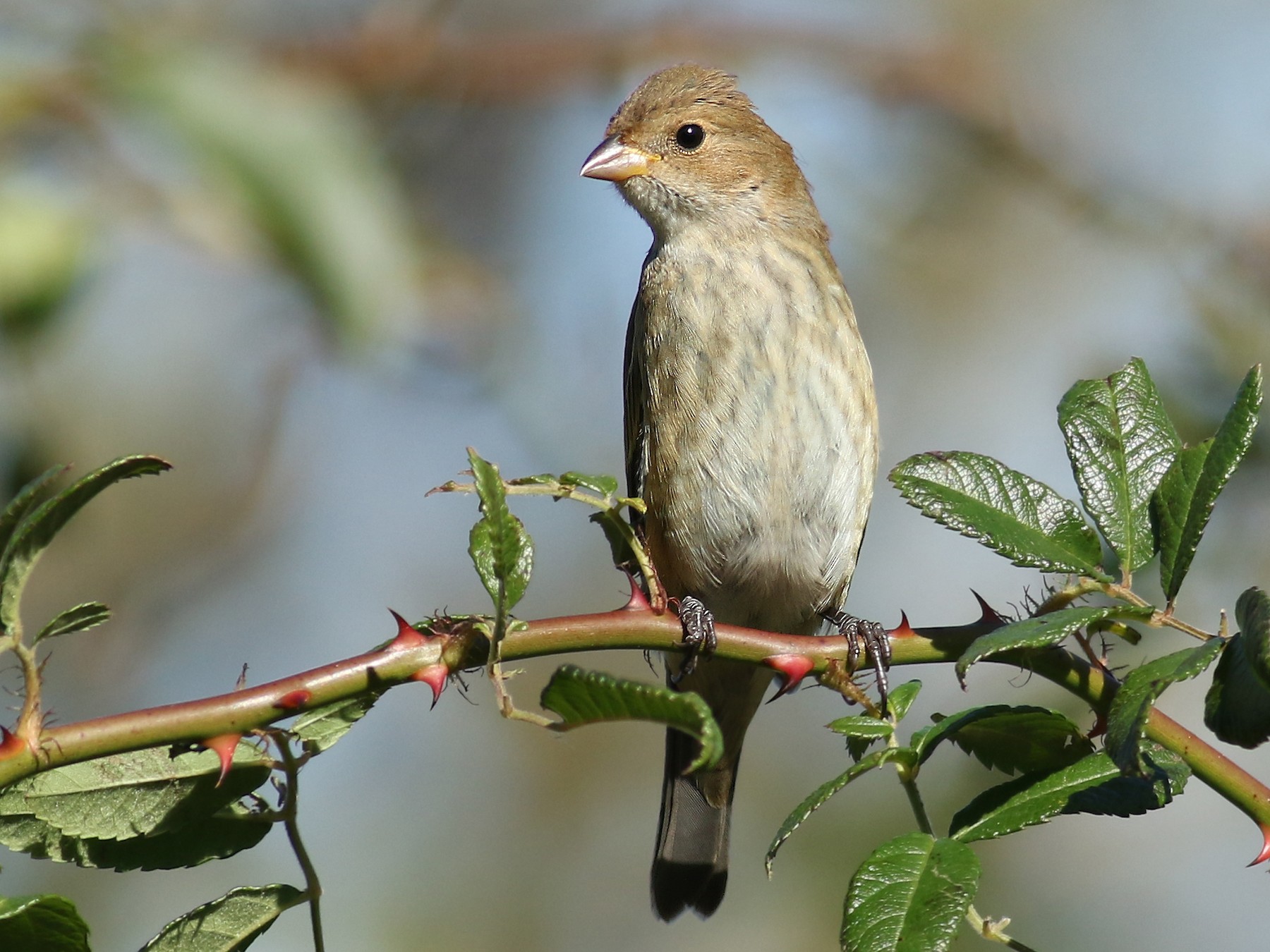 indigo bunting male