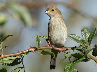 Female/immature male - Matthew Eckerson - ML297333941