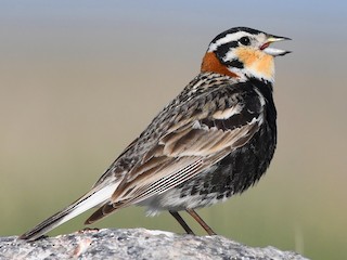 นกเพศผู้ชุดขนฤดูผสมพันธุ์ - David M. Bell - ML297334421