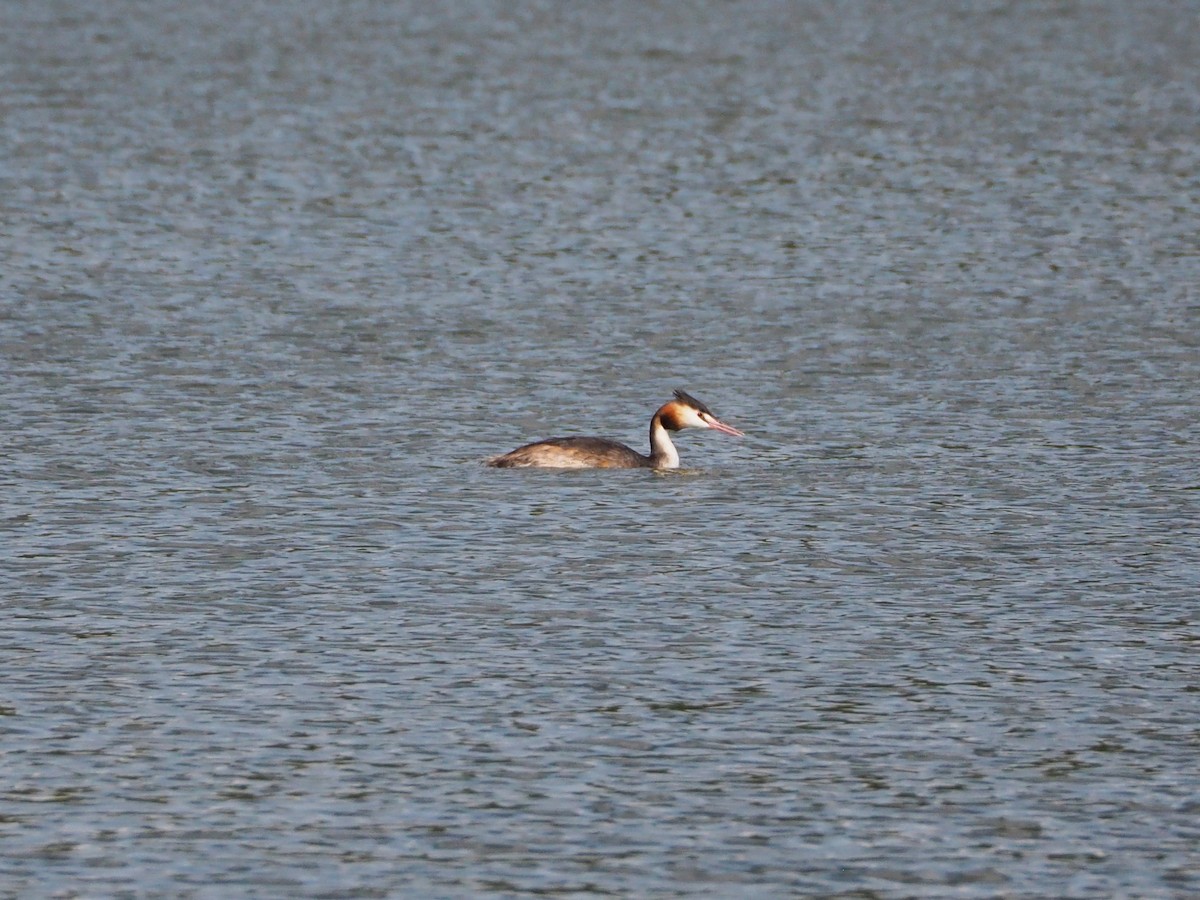 Great Crested Grebe - ML297335651
