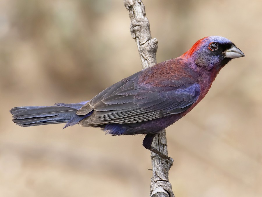 Astonishing Beauty: The Varied Bunting’s Captivating Blend of Crimson ...