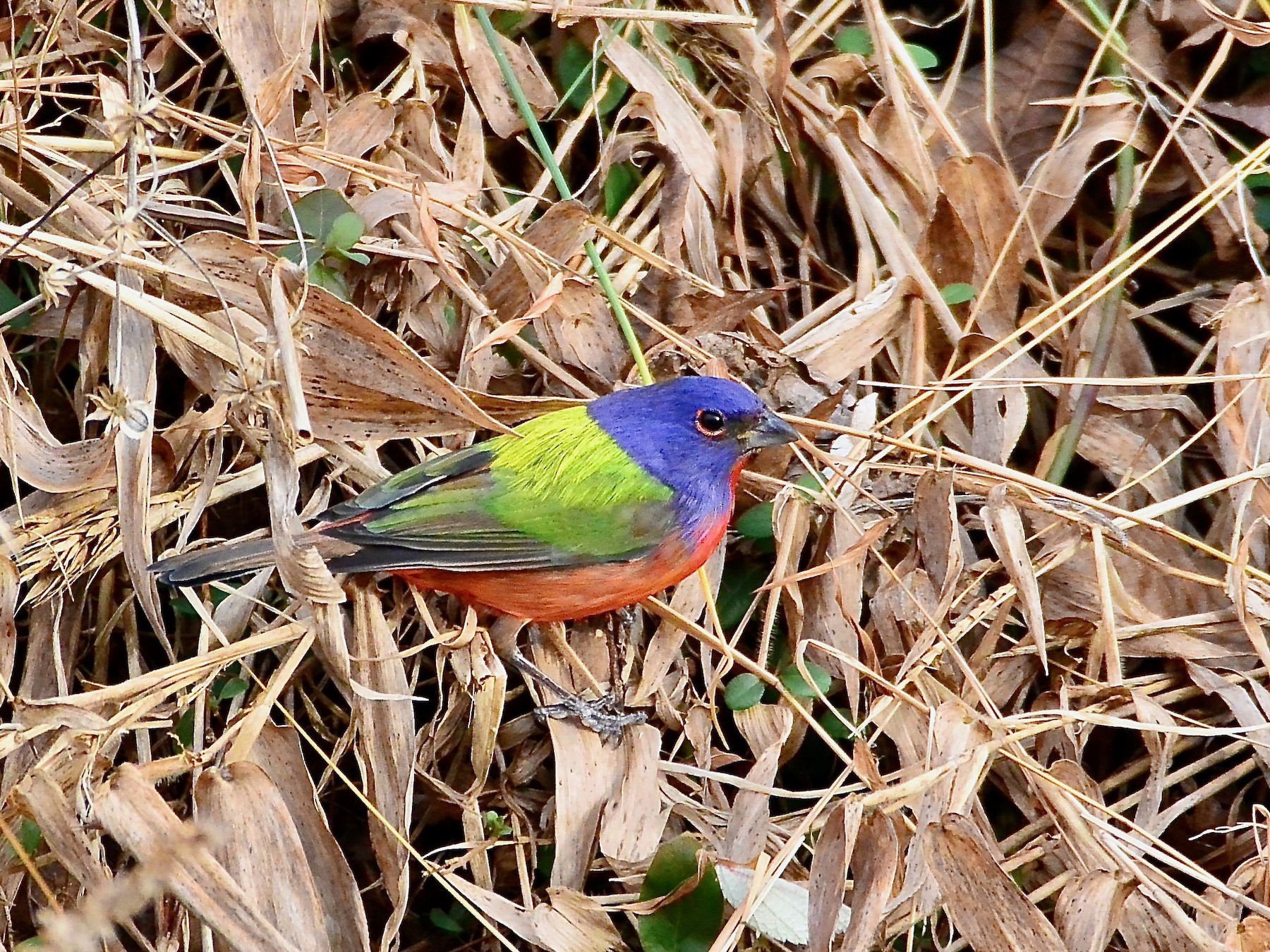 Painted Bunting - Seth Honig