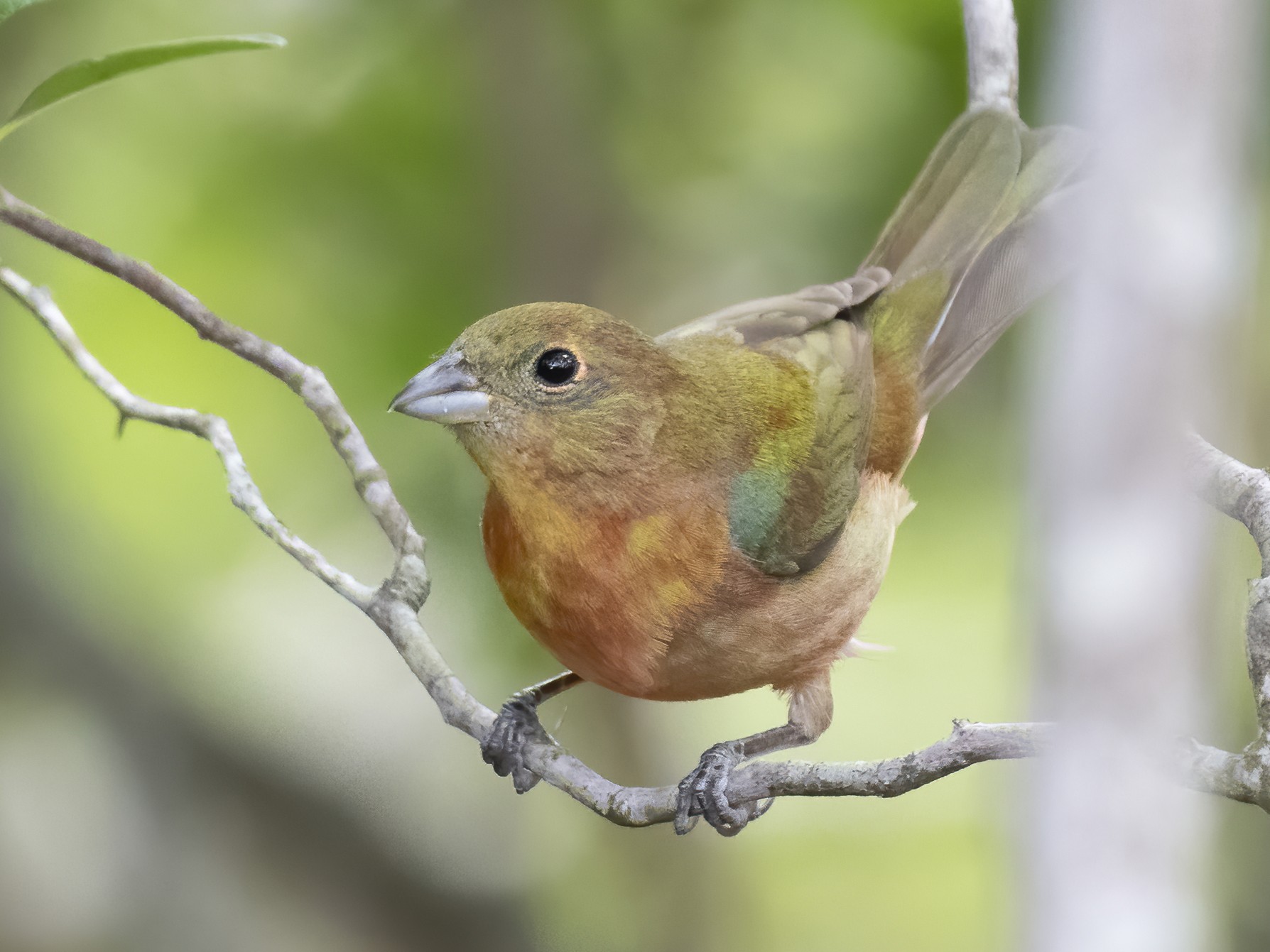 Painted Bunting - Bryan Calk