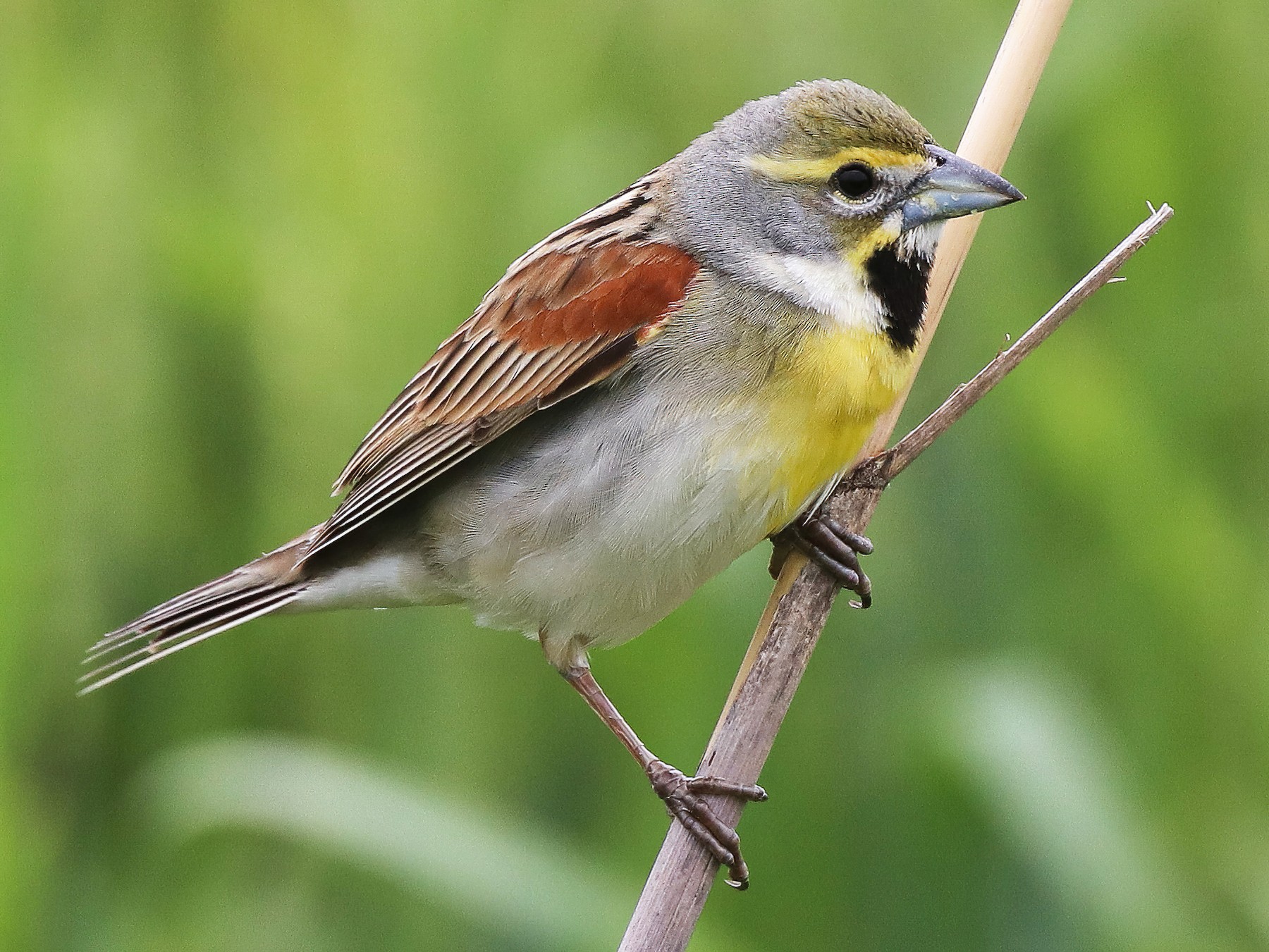 Dickcissel - Martina Nordstrand