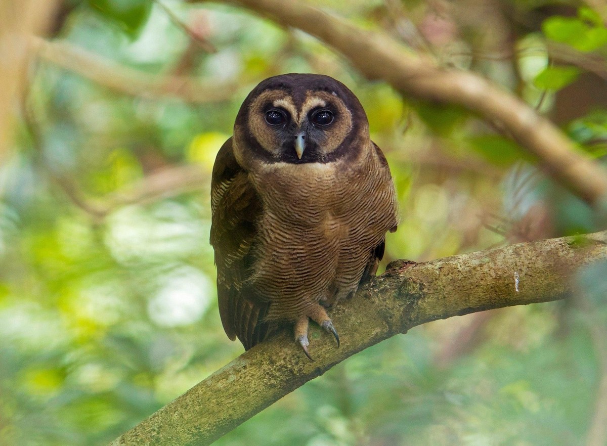 Brown Wood-Owl - ML297340351