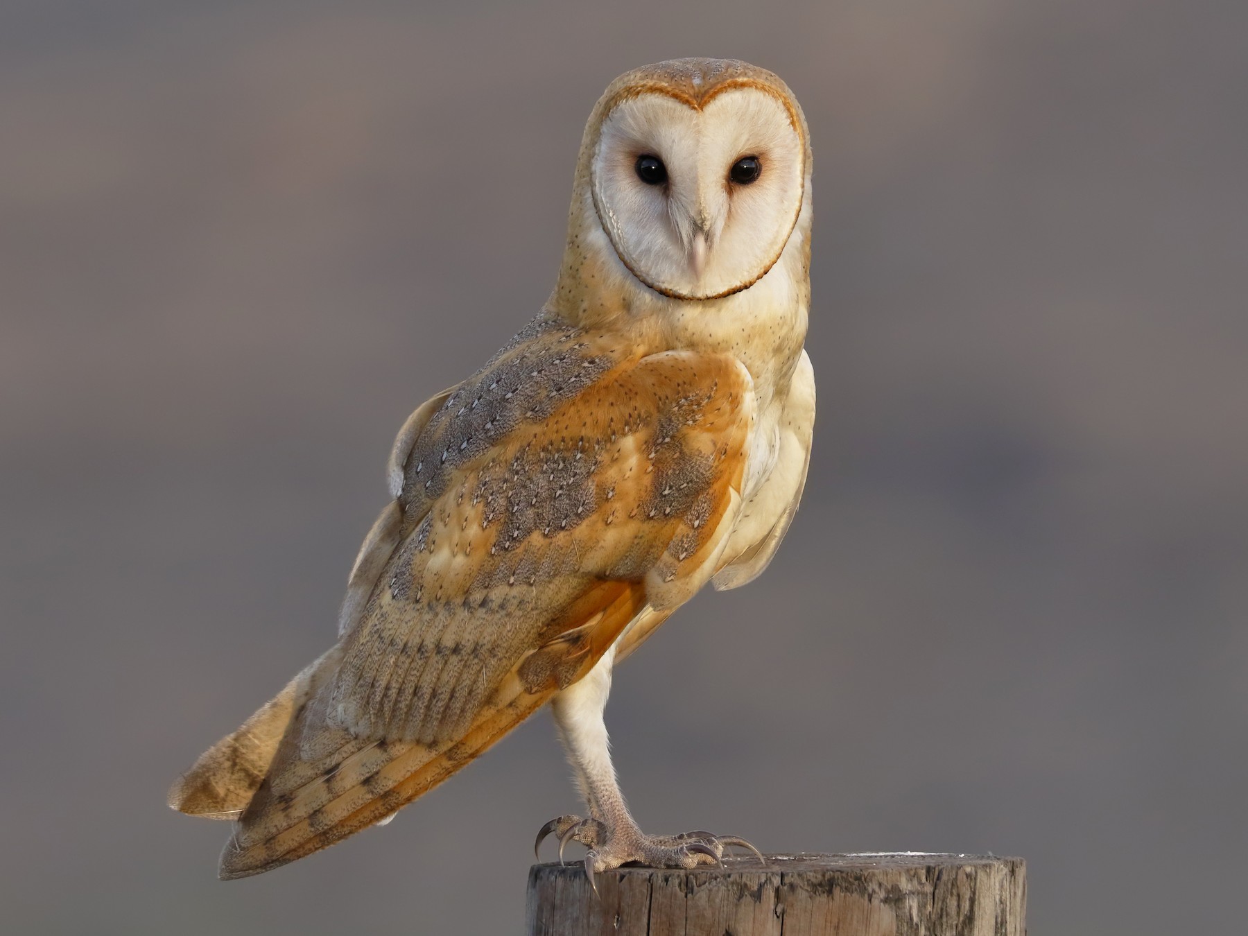 Lechuza de Campanario (Tyto alba), Lima, Perú