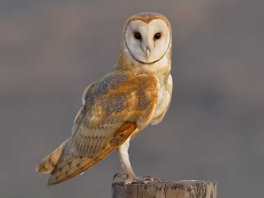 Lechuza de Campanario - eBird Argentina