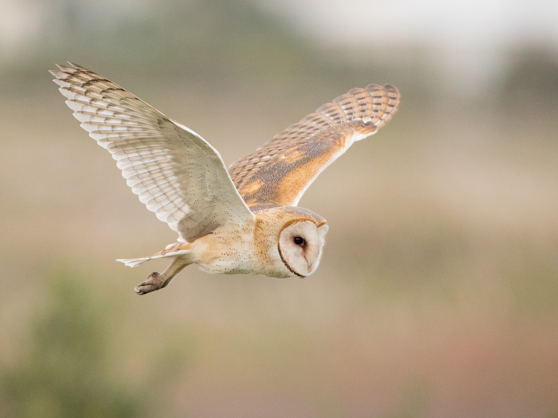 Cute Barn Owls