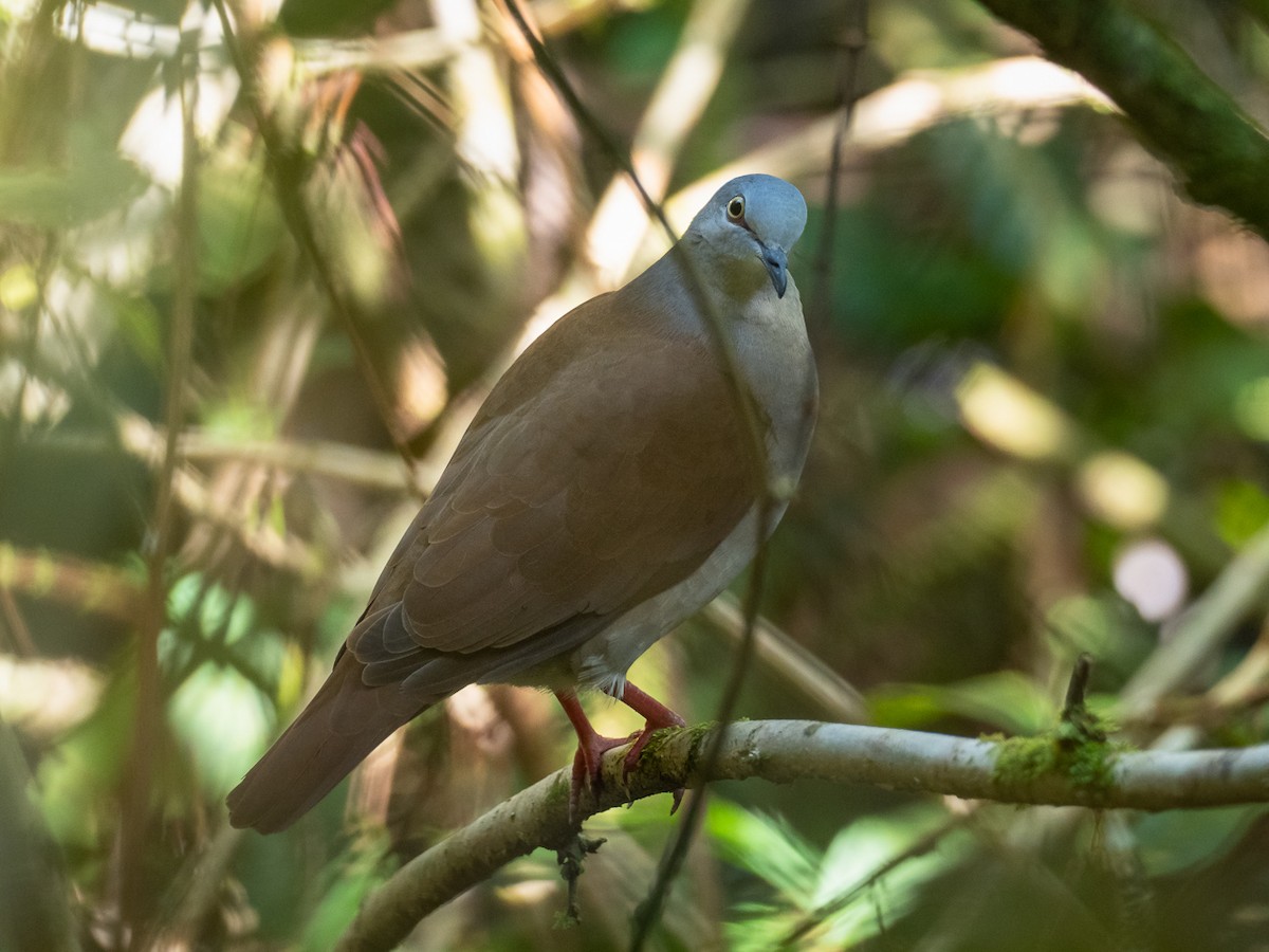Gray-headed Dove (Brown-backed) - Chris Fischer