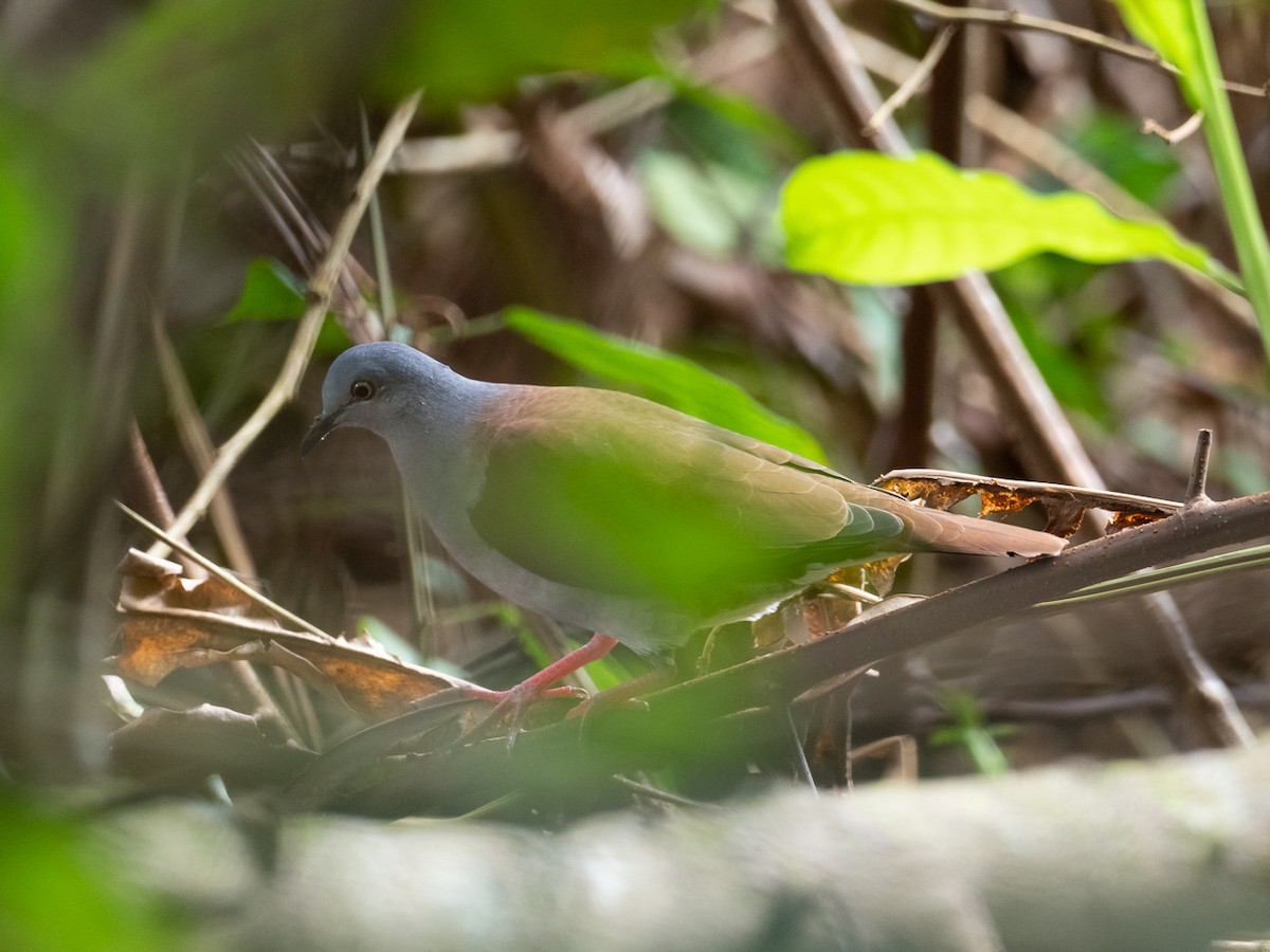 Gray-headed Dove (Brown-backed) - ML297346741