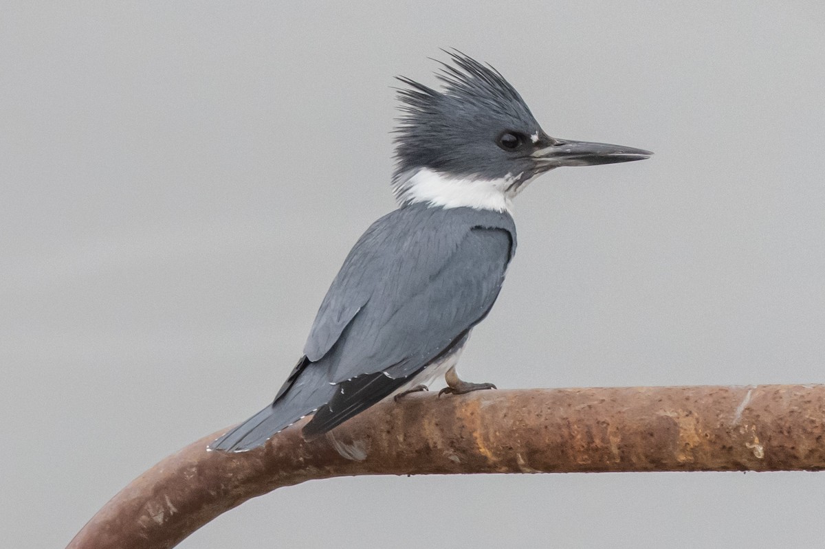 Belted Kingfisher - ML297347801