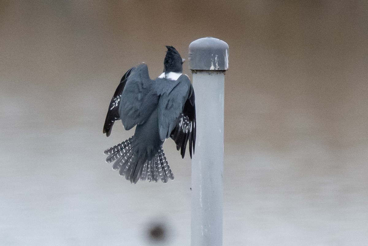 Belted Kingfisher - ML297347871