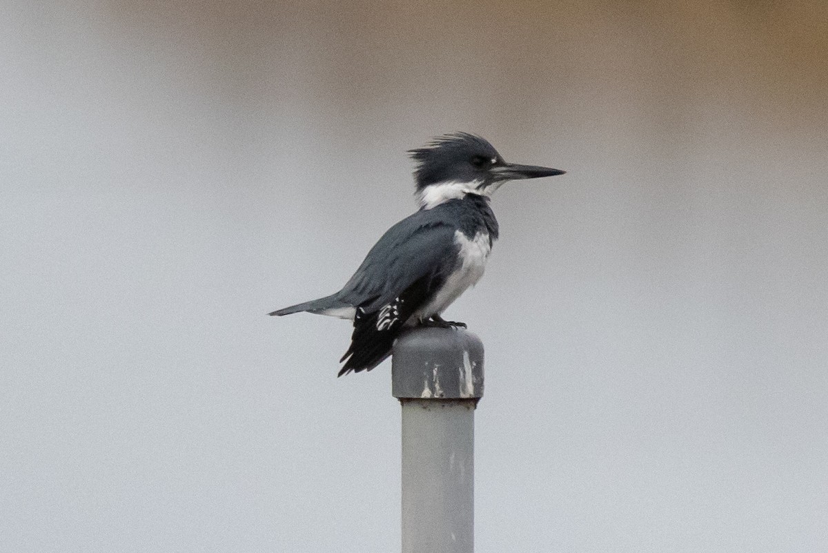Belted Kingfisher - ML297347901