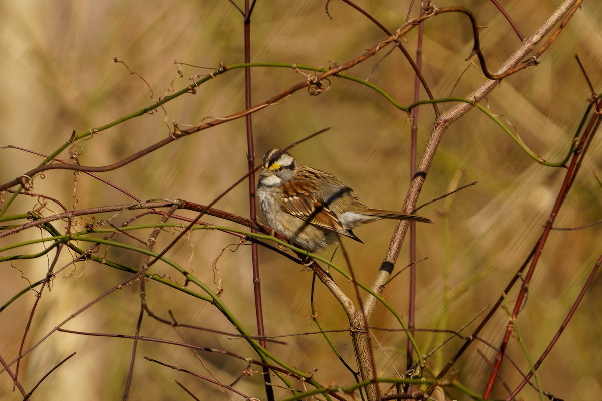 White-throated Sparrow - Ben Acker