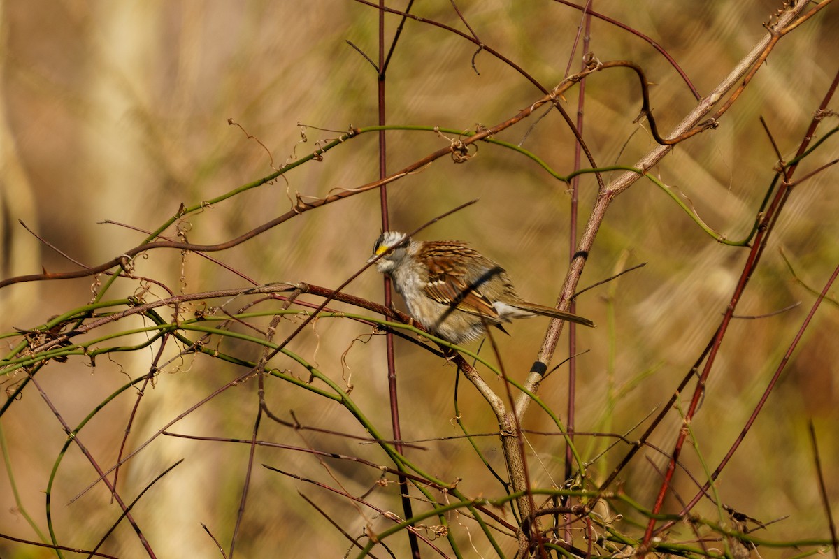 White-throated Sparrow - ML297348561