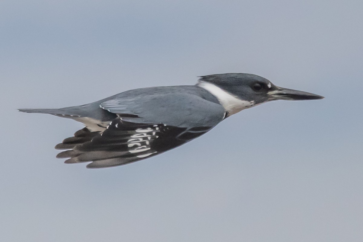 Belted Kingfisher - ML297348781