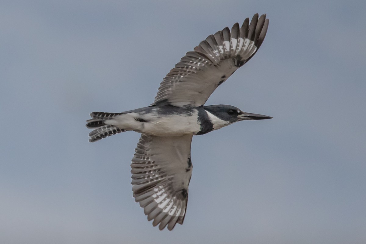 Belted Kingfisher - ML297348811