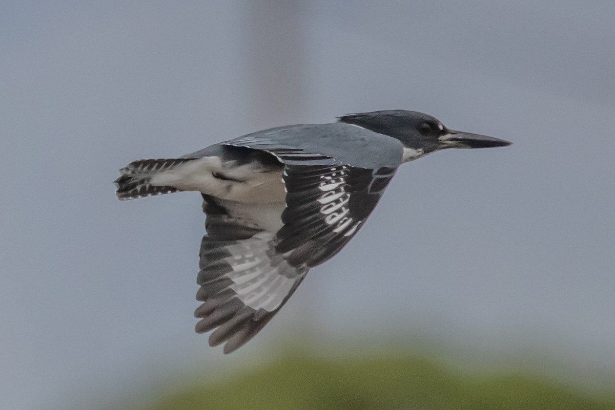 Belted Kingfisher - ML297348821