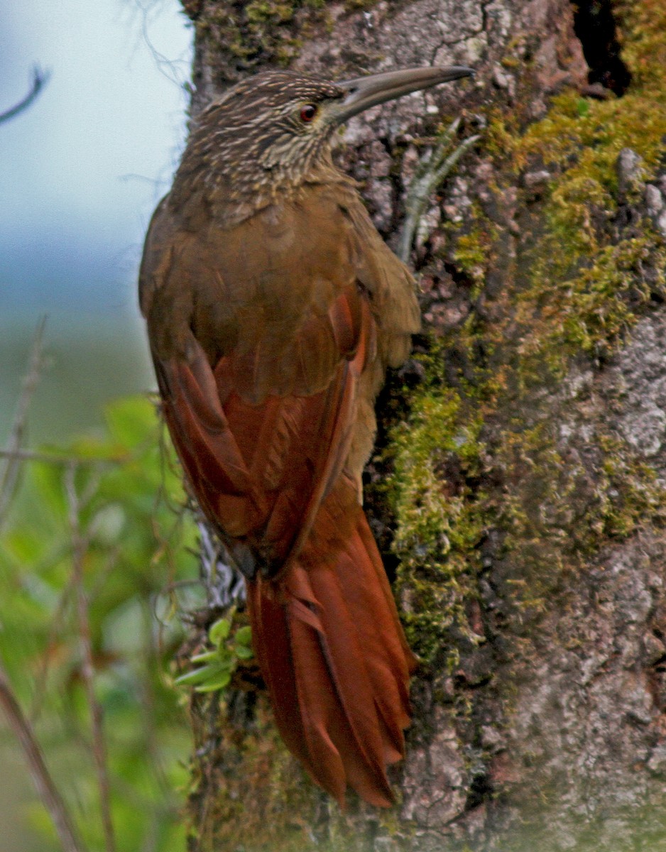 Strong-billed Woodcreeper - ML297350561