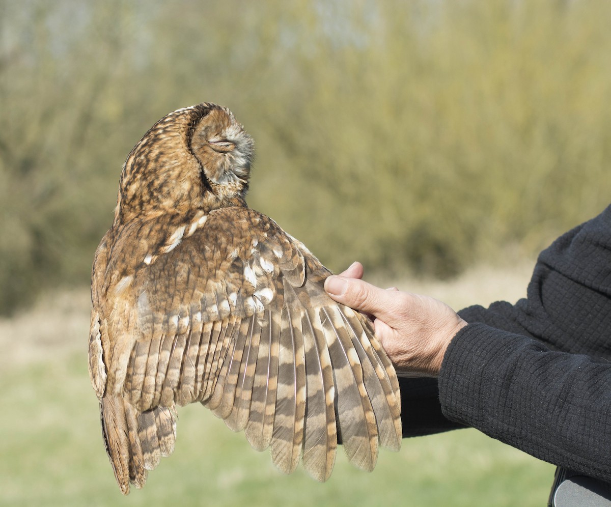 Tawny Owl - Jacob Spinks