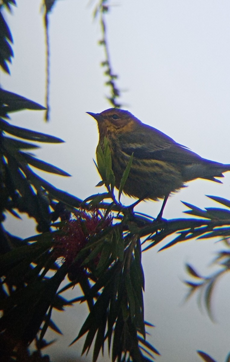 Cape May Warbler - ML297355281
