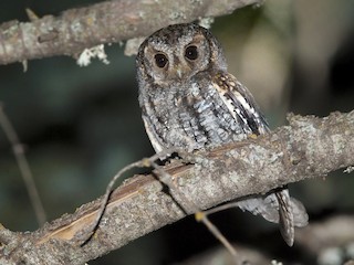 アメリカコノハズク - eBird