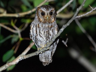 アメリカコノハズク - eBird