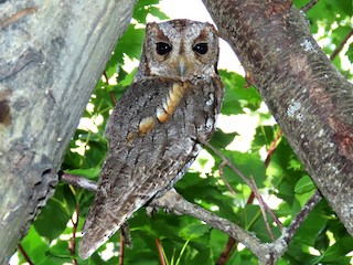 アメリカコノハズク - eBird