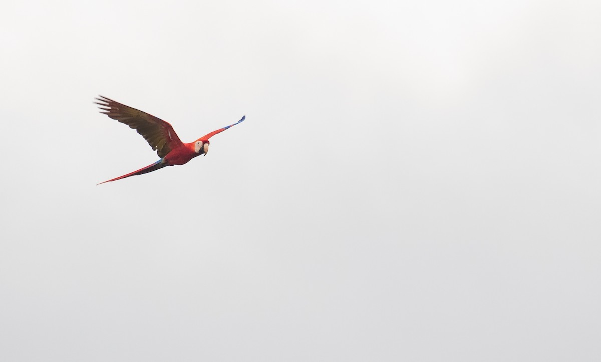 Scarlet Macaw - David Monroy Rengifo
