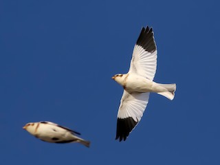  - Snow Bunting