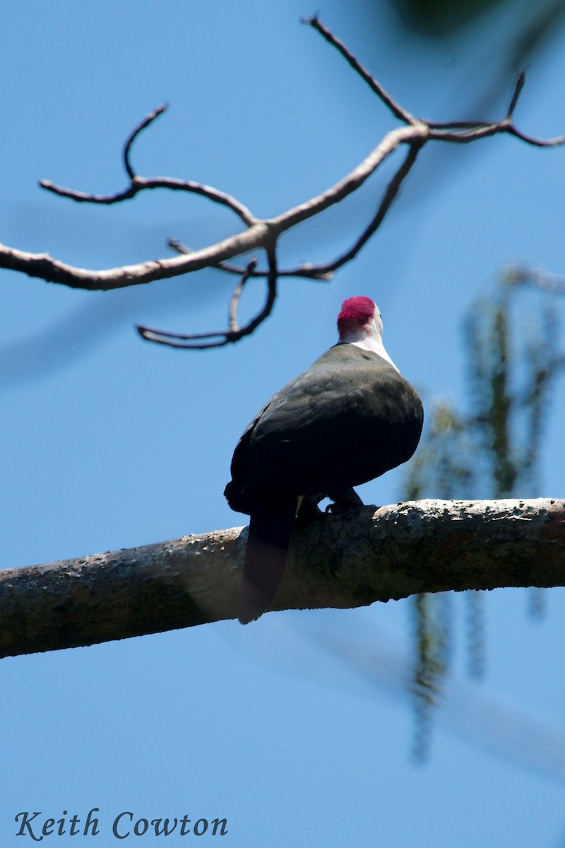 Red-naped Fruit-Dove - ML297361431