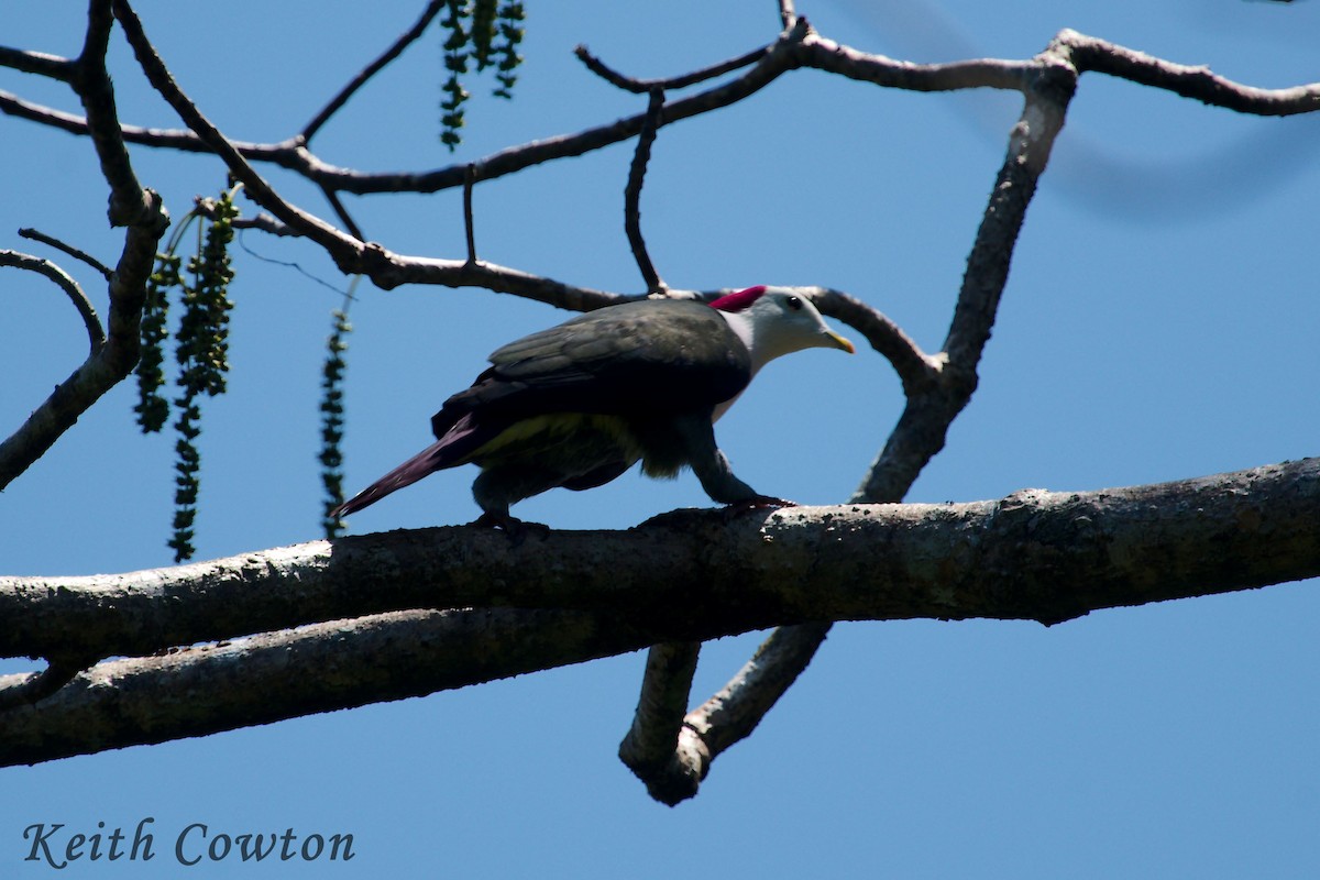 Red-naped Fruit-Dove - ML297361441