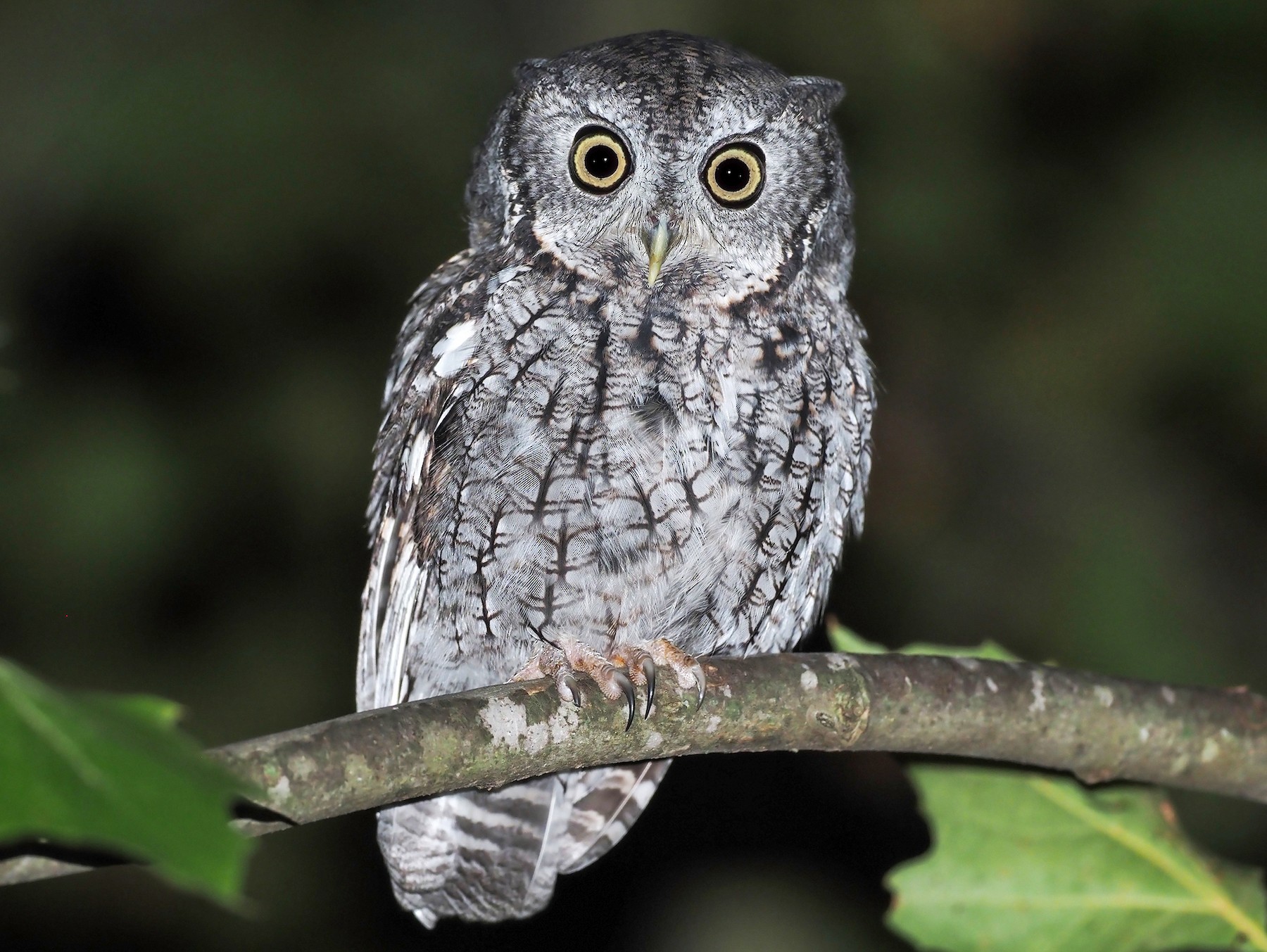 Eastern Screech-Owl - dean anderson