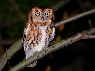ヒガシアメリカオオコノハズク - eBird