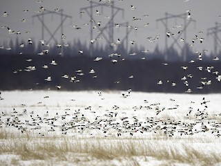  - Snow Bunting
