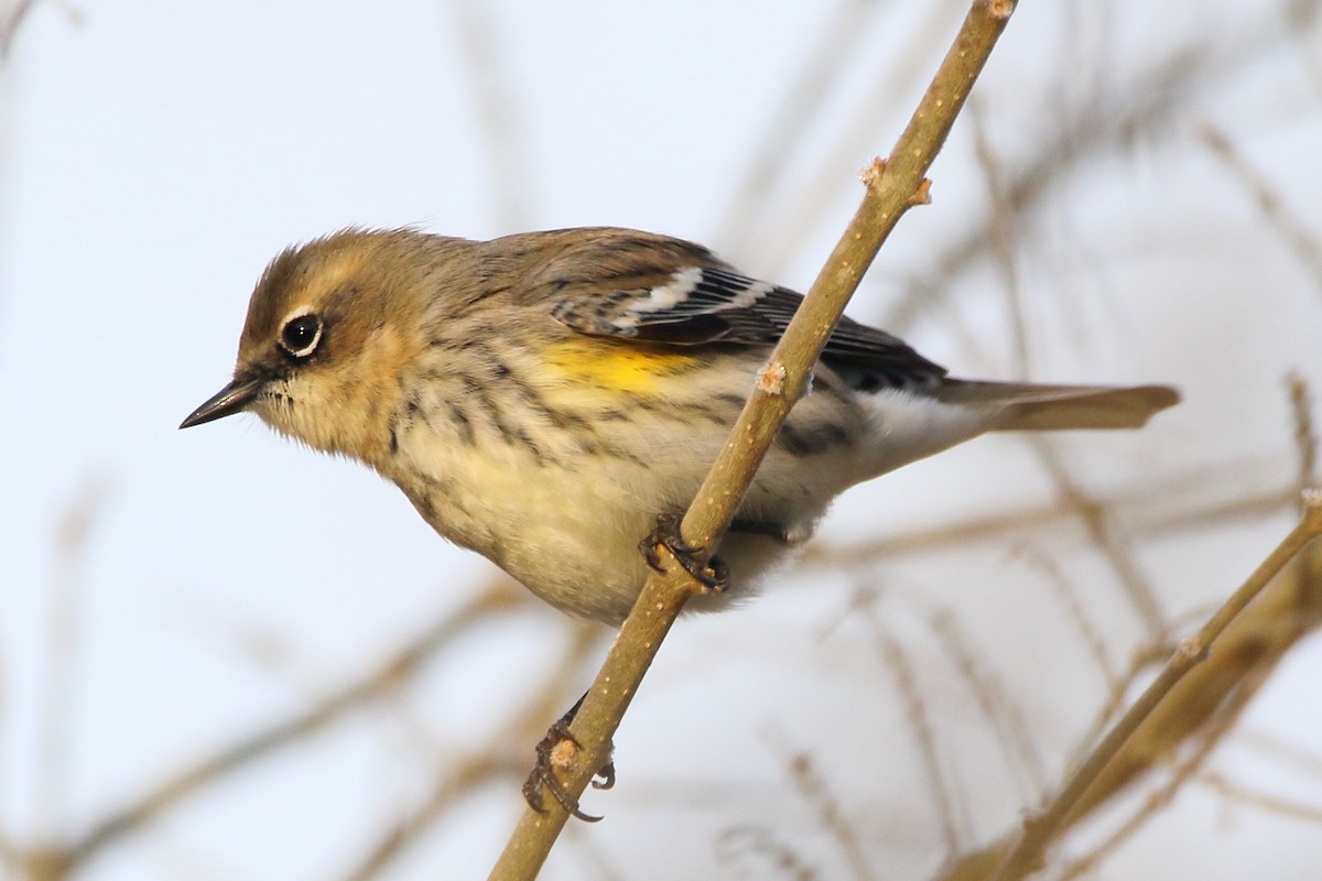 Yellow-rumped Warbler (Myrtle) - John Manger