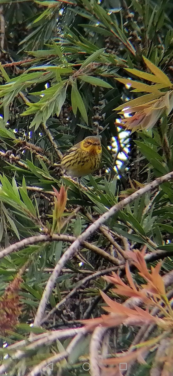 Cape May Warbler - ML297363241
