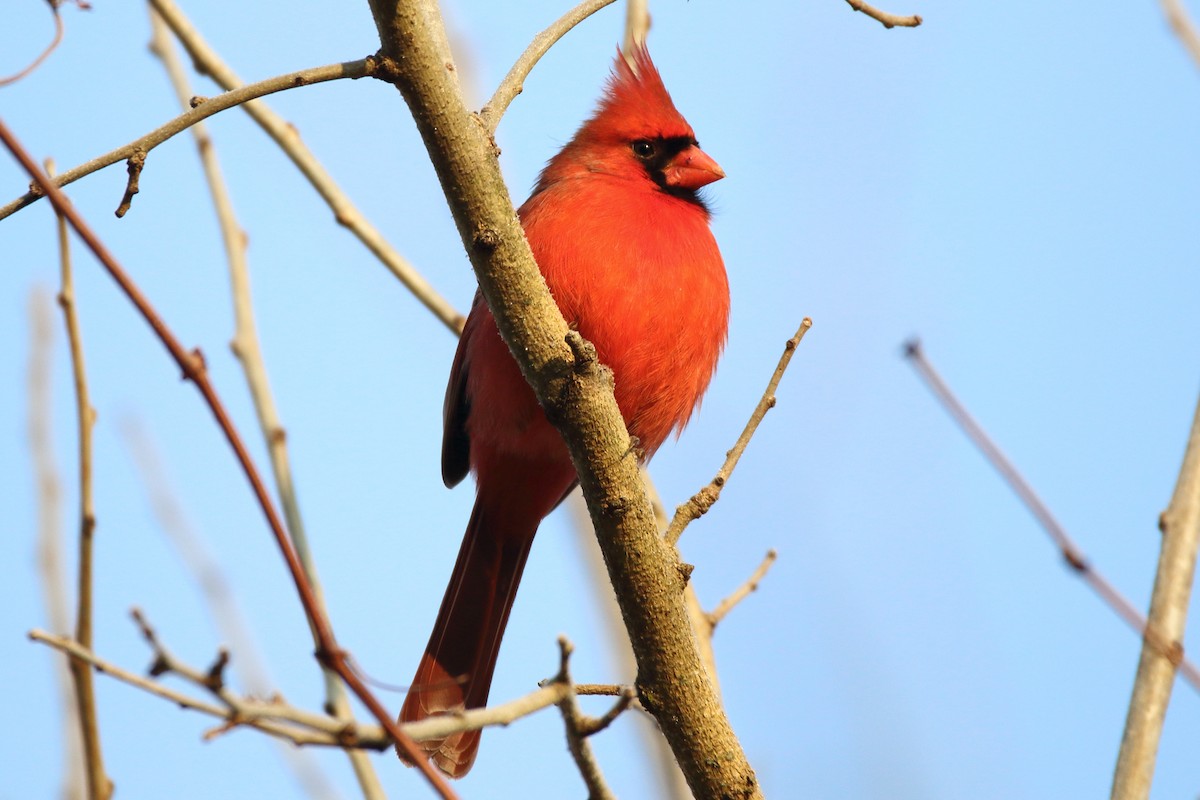 Northern Cardinal (Common) - ML297363251