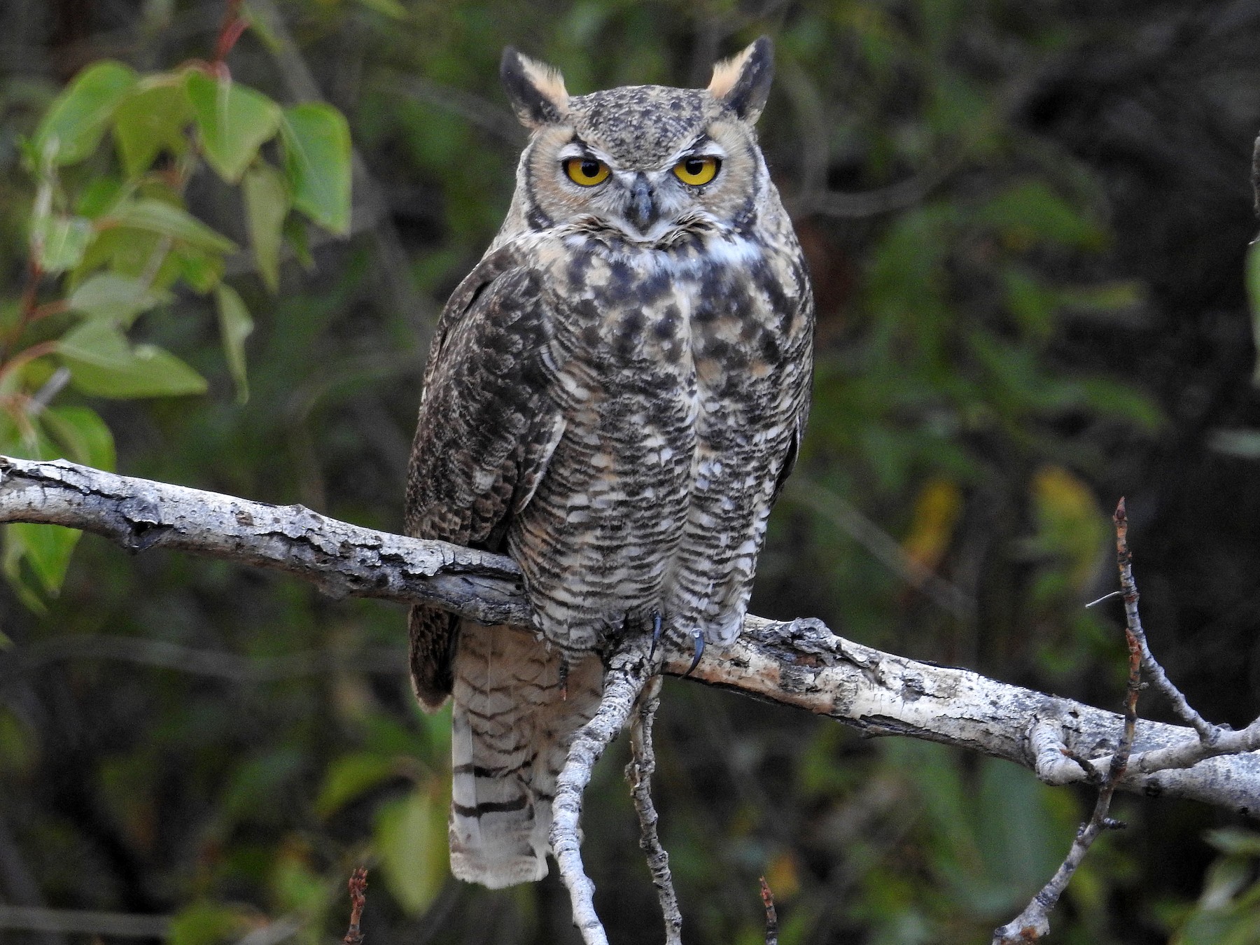 Great Horned Owl Ears